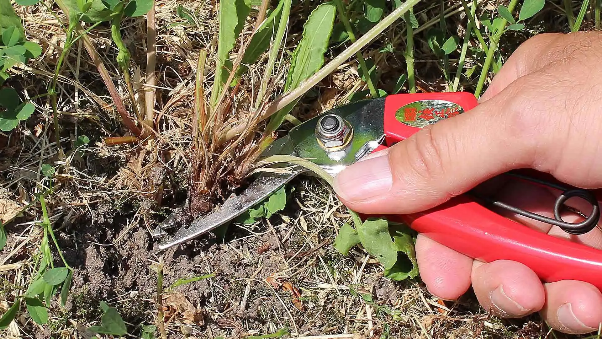 Root Weeder Root Weeder