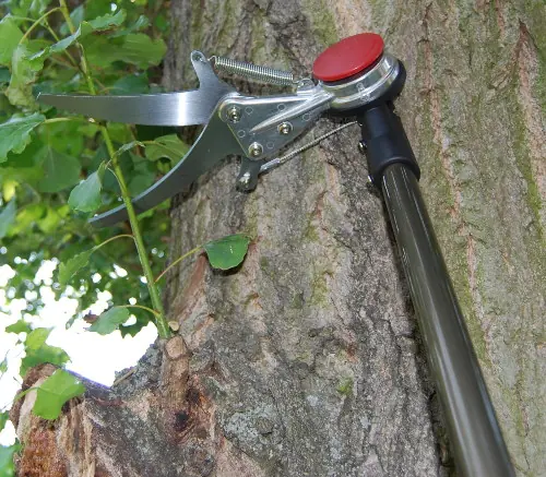 Cesoie per siepi giapponesi con lame da 150 mm, lunghezza totale 1800 mm Cesoie per siepi giapponesi con lame da 150 mm, lunghezza totale 1800 mm
